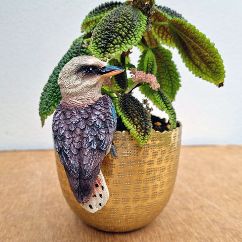 Kookaburra Pot Sitter