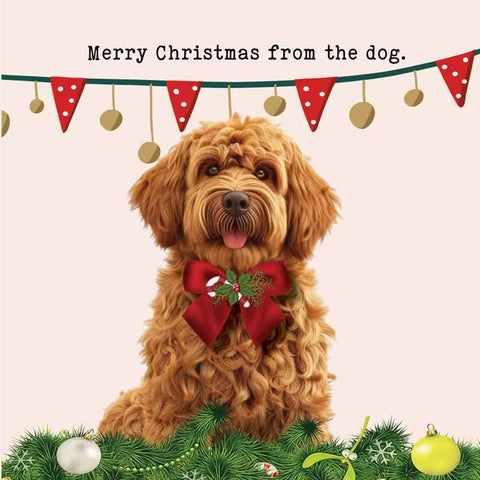 Lucy Loves Life Card - Merry Christmas From The Dog (Cavoodle)