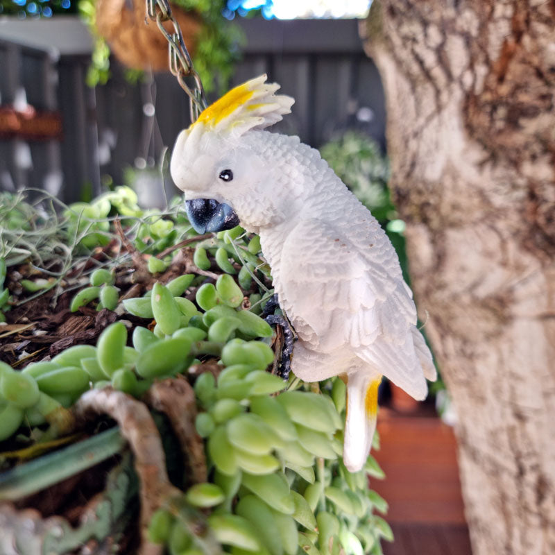 Cockatoo Pot Sitter